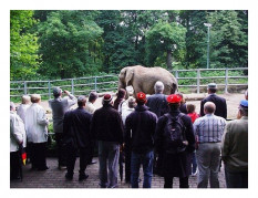 The elephant club